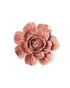 Champagne Pink Rose - Chive UK